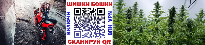Конопля SATIVA & INDICA  Купить закладки  Невель 
